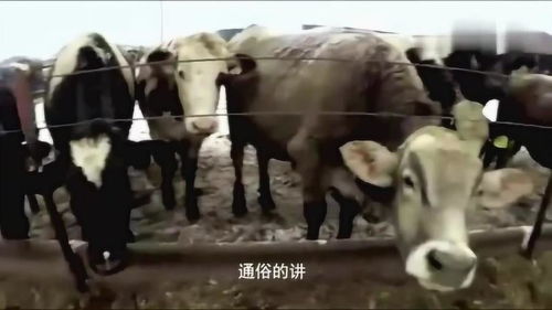 牛肉好吃,可每当宰牛人挥刀时都会这么做是为了什么 