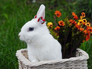 兔子的寿命有多长,一只兔子的寿命有多长