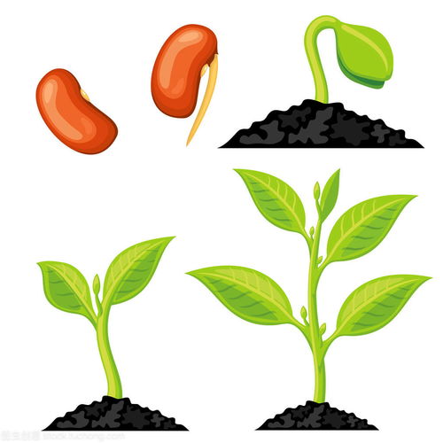 植物的生长变化过程
