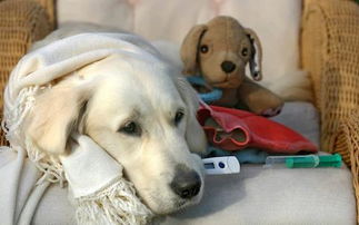 犬流感是什么 它是怎么传播的 可以怎么治疗呢 