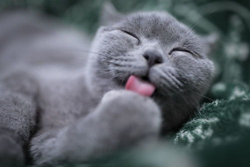猫咪舔了医用酒精有事吗,兽医 低剂量没事,但要观察是否嗜睡