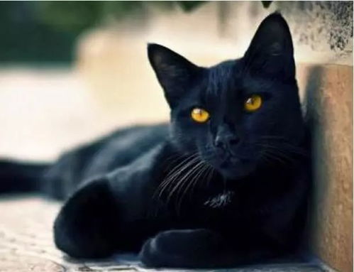 为什么养 黑猫 的人少 可能是这原因有5个