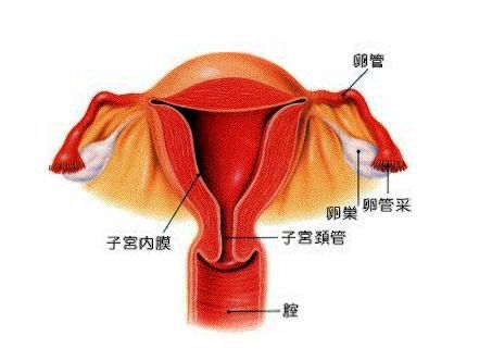 人工流产子宫内膜薄，试管移植前能调节吗？