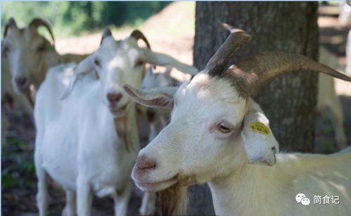 山羊和绵羊的区别,山羊和绵羊羊肉的区别？
