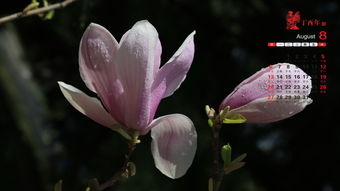 2017年8月盛开的花朵日历桌面壁纸