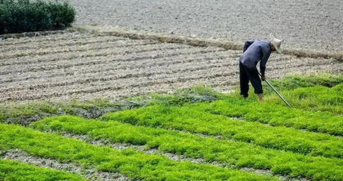 新发现 揭开中国农民种地不赚钱之迷