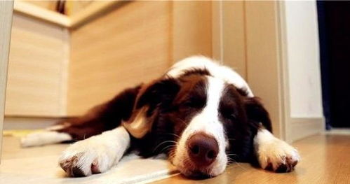 5种睡姿,看出狗狗和主人的亲密关系,第五种是狗狗被惯坏的结果