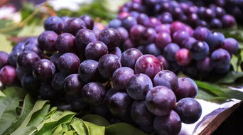 黑葡萄 红葡萄 绿葡萄哪个最有营养 终于知道真相了