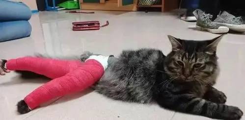 猫咪脚扭伤了怎么办 怎么治疗比较好