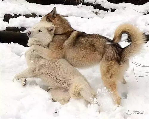 狼和狗结婚,它们的孩子到底是狼还是狗,看完就知道
