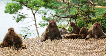 千岛湖猴岛攻略,猴岛门票 地址,猴岛游览攻略 