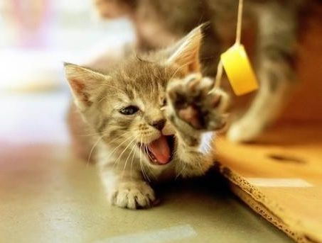 面对换家 添成员猫咪闹情绪怎么办 只需一支 逗猫神器 猫营养膏就能解决