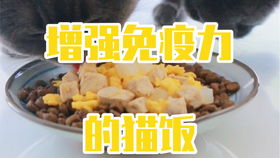 简单又便宜的猫饭自制,三块钱就可以让吃上一顿健康美味晚餐