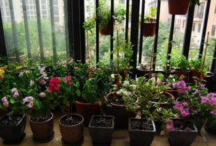 适合阳台种植的花卉有哪些,适合放阳台喜阳的盆栽有哪些？