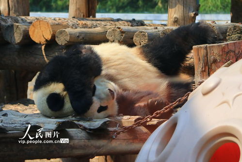 北京动物园恢复开园 大熊猫饱餐过后沐浴阳光萌态十足 