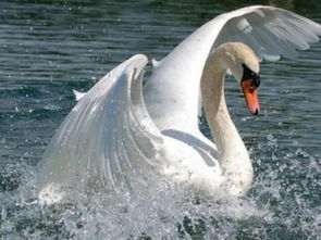 梦见一只大白鹅在水里游泳(梦见一只大白鹅在水里游泳了)