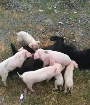 六只小猪把狗当妈妈,找狗子喝奶,狗狗被压得怀疑狗生