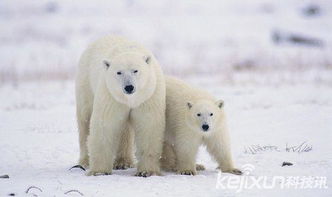盘点北极十大珍稀动物 北极狐原来这麽美 