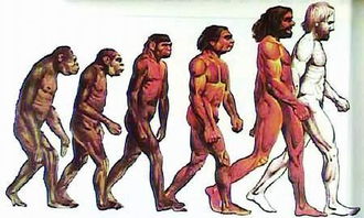 人的进化过程
