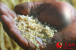 秘鲁在北京推广黄金谷物藜麦 六 