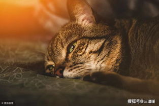猫被抛弃后的艰难岁月,30 的猫会在6个月内死去,纯家猫野外难活