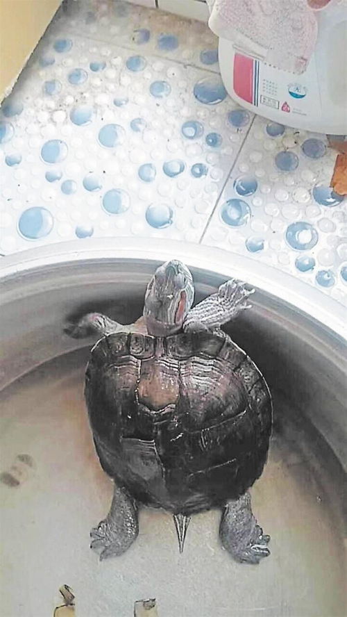 热心市民捡到巴西龟不知如何处置 记者联系后武汉动物园收下进行圈养