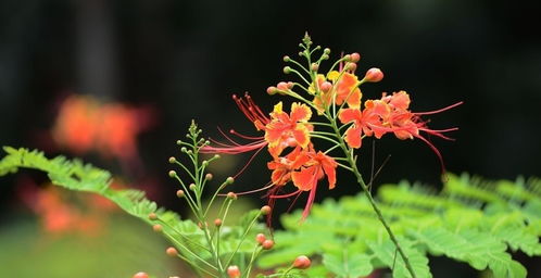 8月23日黄历,明日运势早知道 十二生肖看你要注意的事项