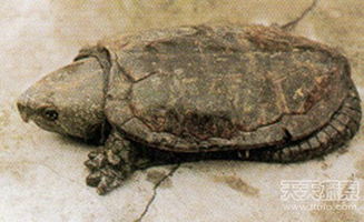 武夷山上有怪龟 这个石龟长着一张鹰钩嘴