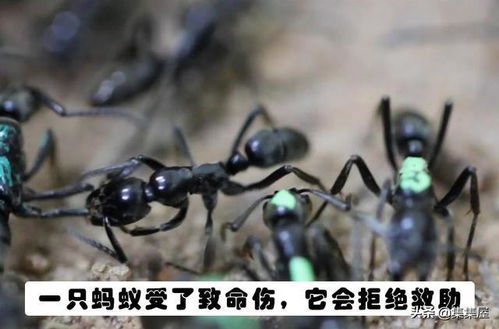 你不大可能在生物课上学到的15个关于动物的冷知识