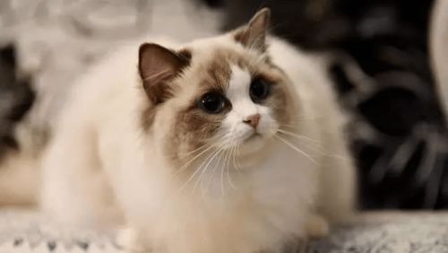 世界上 最萌 的6种猫,中国本土猫上榜,最后一种堪称猫中仙女