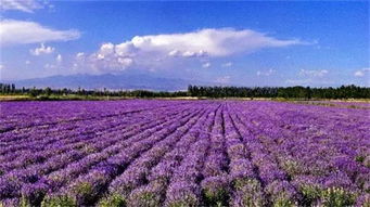 资料照片 薰衣草紫色花海 信息图文欣赏 信息村 K0w0m Com