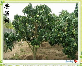 芒果树的特点是什么？