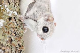 世界上最可爱的动物 西伯利亚飞行鼠 