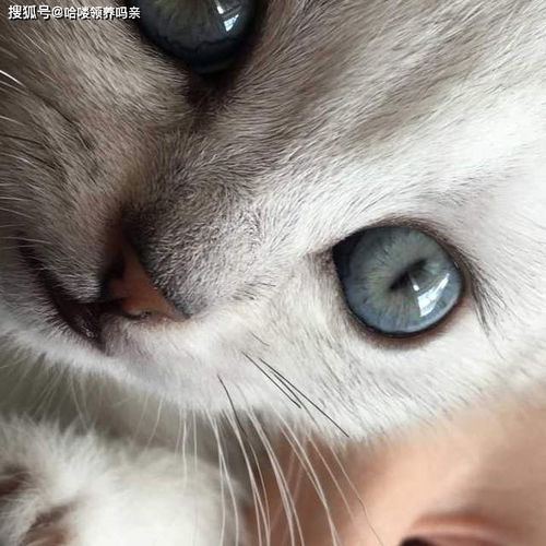 多少人经历过猫毛进眼睛里 猫咪没有眼睫毛,为什么眼睛不进猫毛