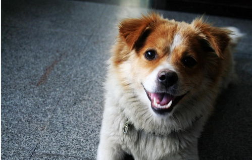 中华田园犬的寿命20年太假了吗？