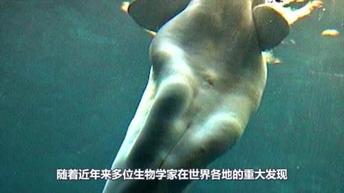 美人鱼到底存不存在于地球上 生物学家对此争论不休,答案存疑 