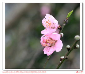 桃花造句—桃子和桃花怎么造句？