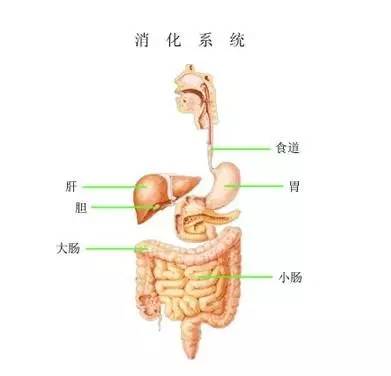 新冠对消化系统的影响大吗（新冠会影响消化系统吗） 第1张