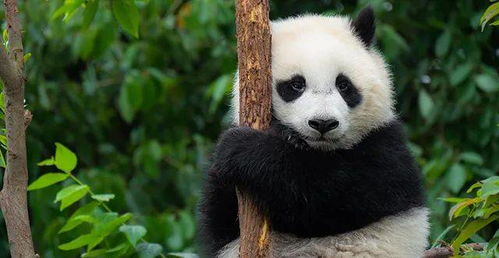 奇怪的知识又增加了 原来中国竟有两种大熊猫