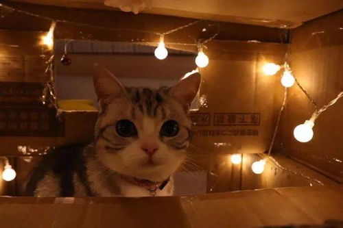 用纸箱给猫做了个窝,然后在里面加上小灯泡后,瞬间高档起来