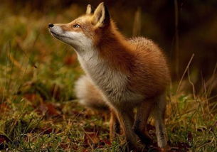 狐狸的狸是几声 狐狸的正确读音