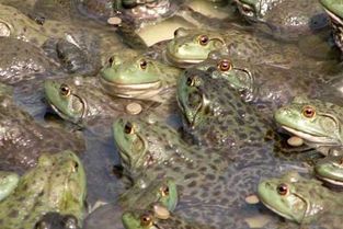 牛蛙养殖技术大全,牛蛙的饲养管理方法是什么