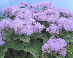藿香蓟的盆栽养护方法,紫色的藤蔓花有哪些？