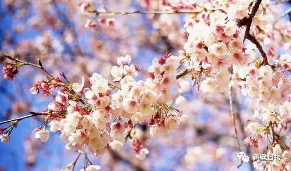 樱花文化节期间 3月24日至4月16日 ,华夏南路将实行交通管制