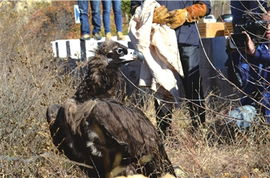 延庆放归5只救治秃鹫 进行治疗后通过飞行测试 
