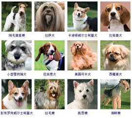 狗品种大全图片名字