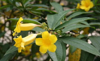 黄蝉植株乳汁有毒吗,黄蝉花和什么花相似