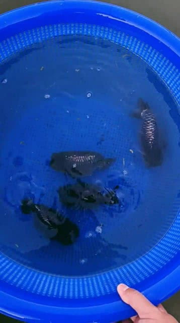 这四条鱼真的是太可爱了,在水里一直游来游去 