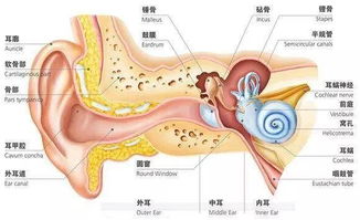 及早治疗中耳炎,保护听力