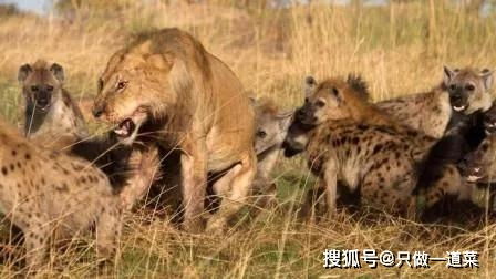 野牛 鳄鱼 野猪 大象还有人祸,造成狮子死亡的12个因素